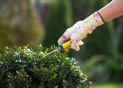 A close-up view of a person's hand wearing a patterned garden glove, holding a small pruning tool while trimming the dense, dark green foliage of a hedge in a well-maintained garden. The hedge is located in a backyard or landscaped outdoor space, with a background of blurred trees and plants, indicating a lush, mature garden environment in Mill Hill. The scene suggests ongoing gardening maintenance, with the neatly cut hedge border visible at the edge of the lawn, which appears healthy and evenly grown. The sunlight filters through the trees, casting natural light over the scene, emphasizing the vibrant greens and natural textures of the plants and wooden decking nearby. This image reflects professional gardening services, such as hedging and pruning, that a landscaping company like Landscapers Mill Hill provides, supporting the upkeep of outdoor spaces in the local area.