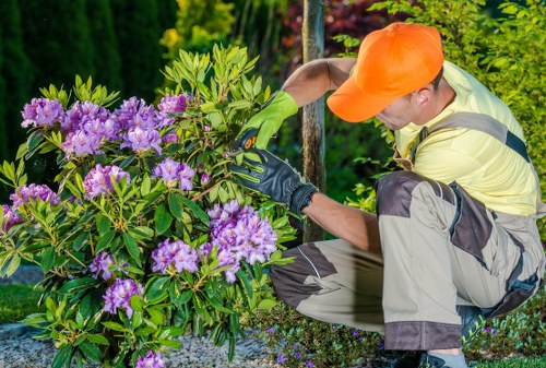 A gardener wearing an orange cap, yellow high-visibility vest, and protective gloves is kneeling in a landscaped garden in Mill Hill, London, working on a large flowering shrub with purple blossoms. The shrub is neatly maintained and situated within a lush green environment featuring a mix of trees and other plants in the background. The garden surface is composed of small gravel, contrasting with the dense foliage and vibrant flowers. Bright natural light suggests a clear day, highlighting the vivid colours of the flowers and the greenery. This scene reflects professional outdoor garden maintenance, including shrub pruning, which is part of comprehensive landscaping and gardening services provided by companies like Landscapers Mill Hill, creating a well-kept and aesthetically pleasing outdoor space in the Mill Hill area of northwest London.