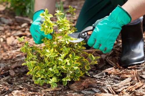 Safe tree removal process by experts in Mill Hill