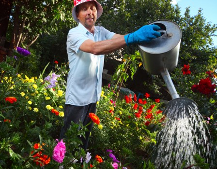 A man wearing a red hat, light blue shirt, and blue gardening gloves is standing in a lush garden during daylight, watering a variety of flowering plants and shrubs with a large, silver watering can. The garden features a well-maintained lawn with dense, green grass, bordered by colorful flower beds containing pink, red, yellow, and purple blooms. In the background, there are tall trees and hedges that provide privacy and shade, while sunlight filters through the foliage, illuminating the vibrant scene. The garden appears to be a landscaped outdoor space in Mill Hill, with a mix of natural and cultivated elements, suitable for gardening and outdoor maintenance activities by Landscapers Mill Hill, who specialize in gardening services for residential properties in the local area.