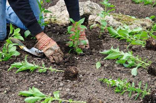 The image shows a person planting young shrubs or small bushes into well-prepared garden soil within a landscaped outdoor space, likely part of a backyard or front garden in Mill Hill. The gardener's hands, clad in gloves, are positioned to gently place the plants into the ground, surrounded by dark, rich soil that indicates recent cultivation or digging. The garden layout includes a section of grass or lawn area in the foreground, with the newly planted shrubs arranged in a neat, evenly spaced row. Larger stones or decorative rocks border a section of the garden in the background, contributing to a tidy landscape design. The environment is outdoors under natural daylight, with no visible weather conditions, suggesting a calm, clear day suitable for gardening work. The surrounding area appears well-maintained, with the focus on planting activity, reflecting professional landscape and gardening services provided by Landscapers Mill Hill, tailored to enhance garden structures and plant arrangements in the local Mill Hill area.
