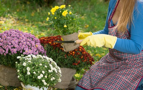 A person wearing yellow gardening gloves and a red checkered apron tending to potted plants in a garden. The garden features a variety of blooming flowers, including yellow, pink, purple, and white chrysanthemums, arranged on a round table or surface. The background shows a lush, green lawn with additional plants and a hedge, suggesting a well-maintained outdoor space in Mill Hill. The scene is lit by natural daylight, indicating fair weather, and highlights the vibrant colors and textures of the flowers and foliage, reflecting typical gardening activities undertaken by local landscapers and garden enthusiasts.