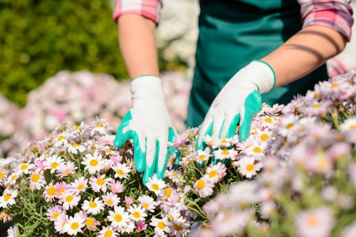 A gardener wearing white gloves and a teal apron tends to a vibrant flower bed with numerous daisies that have white petals and yellow centers, set in a landscaped outdoor space. The garden features a neatly maintained lawn and flowering plants, with a background of lush green bushes and soft sunlight indicating a clear day. The gardener's hands are actively working amidst the colorful flowers, suggesting regular maintenance and care for the garden. This scene showcases a well-organized gardening environment, suitable for a professional landscaping or lawn care service in Mill Hill, highlighting attention to detail in flower bed upkeep and outdoor aesthetic enhancement as part of comprehensive gardening services. The natural tones of the flowers and greenery contrast with the gardener’s gloves and apron, emphasizing the well-kept garden environment typical of residential or public outdoor spaces in the area.
