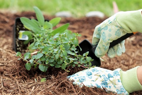 A gardener wearing light green gloves with a blue pattern is planting a small, leafy shrub into a prepared garden bed with dark, rich soil. The plant has numerous green leaves and stems, and it is positioned near a black plastic plant container. The surrounding area features a tidy garden with a mix of soil and mulch, indicating an outdoor landscaped space in Mill Hill. The background shows a blurred grassy area, suggesting natural outdoor lighting and a mild weather condition. This scene illustrates basic gardening practices suitable for lawn and garden maintenance services by Landscapers Mill Hill, emphasizing planting and soil preparation in a typical residential garden setting in the Mill Hill area in northwest London, within postcode NW7.