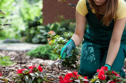 A gardener is kneeling on the ground in a neatly maintained front garden, working among vibrant red flowering plants and green foliage. She is wearing teal gardening gloves, a yellow shirt, and dark green overalls, using a small hand rake to tend to the soil around the plants. The garden features a mulched flower bed with rich, dark soil, bordered by a hedge and various leafy shrubs. In the background, there is a lawn area with dense, green grass and a paved pathway or patio section, with a red brick building partially visible behind the foliage. The scene is brightly lit by natural sunlight, indicating a clear day with mild weather conditions, highlighting the lushness of the garden plants and the healthy soil. The setting reflects professional outdoor gardening activities typical of a landscaped city garden or residential outdoor space in Mill Hill, London, supporting gardening services such as planting, soil management, and landscape maintenance by Landscapers Mill Hill.