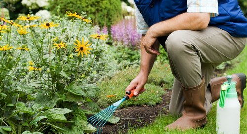 A person kneeling on a well-maintained lawn in a garden area, wearing brown rubber boots, beige trousers, and a blue vest over a light-colored shirt. They are using a small handheld rake or weeding tool to tend to the soil bed, which is bordered by a neatly trimmed lawn. In the background, there are flower beds with a variety of flowering plants, including yellow and purple blossoms, set among lush green foliage. The garden appears to be part of a residential outdoor space, featuring a mix of flowering plants, shrubs, and a paved pathway or patio area. The scene is outdoors in natural daylight, suggesting fair weather. The person’s gardening activity aligns with professional gardening and landscaping services offered by Landscapers Mill Hill, serving areas around the postcode in North London, enhancing the natural beauty and health of the garden environment.