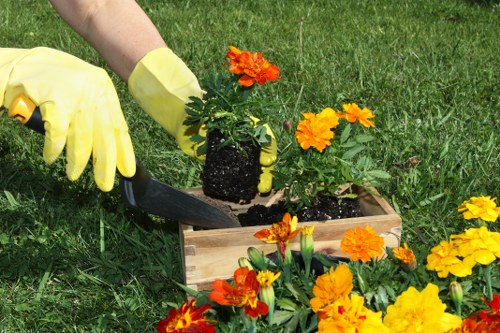 A gardener wearing yellow gloves is planting a flowering plant with bright orange and yellow blossoms into a rectangular wooden planter box situated on a well-maintained grassy lawn. The background shows lush green grass with additional flowering plants, indicating an outdoor garden space. The scene highlights garden planting activities in a neatly landscaped yard, potentially in Mill Hill, with a focus on floral planting and outdoor gardening care offered by landscapers in the area. The sunlight suggests a clear day, providing natural illumination to the vibrant flowers and green foliage. The image captures a moment of active gardening, emphasizing lawn and garden maintenance services typical in residential outdoor spaces around Mill Hill and the surrounding areas, aligning with professional gardening services offered by Landscapers Mill Hill.