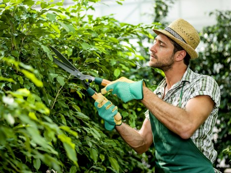 Selection of native plants for a Mill Hill landscape garden