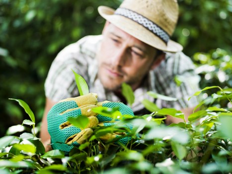 A man wearing a straw hat and gardening gloves is carefully pruning or inspecting a lush green hedge in a well-maintained outdoor garden area. The hedge features dense, vibrant foliage, with some branches extending slightly beyond the main boundary, indicating active trimming or shaping. In the background, there are additional green plants and trees, suggesting a landscaped backyard or front garden space typical of residential properties in Mill Hill. The ground appears to be composed of soil and paving, with a clean, organized layout that includes a mix of dense shrubbery and open grass patches. The lighting is natural, with sunlight softly illuminating the scene, highlighting the rich tones of the foliage and creating gentle shadows. This outdoor environment exemplifies professional garden maintenance, showcasing tidy shrub borders and healthy plant growth, aligning with the core services offered by Mill Hill-based landscape gardening experts, such as pruning, hedge shaping, and general outdoor care.