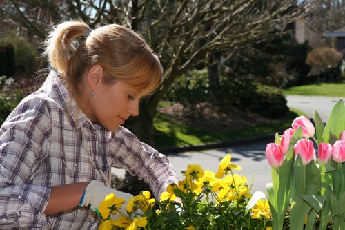 A young woman with blonde hair tied back in a ponytail, wearing a plaid shirt and gardening gloves, is tending to a garden bed in a suburban outdoor space. She is reaching towards a cluster of bright yellow flowers, which appear to be pansies or similar seasonal blooms, with a focused expression. To the right, there are tall pink tulips with green foliage, providing vibrant colour contrast against the garden's natural tones. In the background, a lawn with neatly maintained grass extends towards a paved pathway, flanked by a hedge line and leafless trees, suggesting early spring or late autumn. The sunlight filters through the trees, illuminating the scene with natural light, and the overall environment appears tidy and well-kept, characteristic of a typical residential garden in Mill Hill, London, with a mild climate and seasonal planting. This scene illustrates outdoor gardening activity, consistent with services offered by local landscapers and garden specialists, such as those at landscapersmillhill.co.uk, emphasizing garden maintenance and planting in a suburban setting.